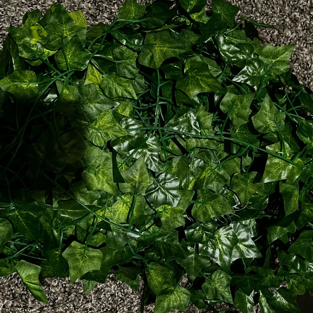 Fake Ivy
